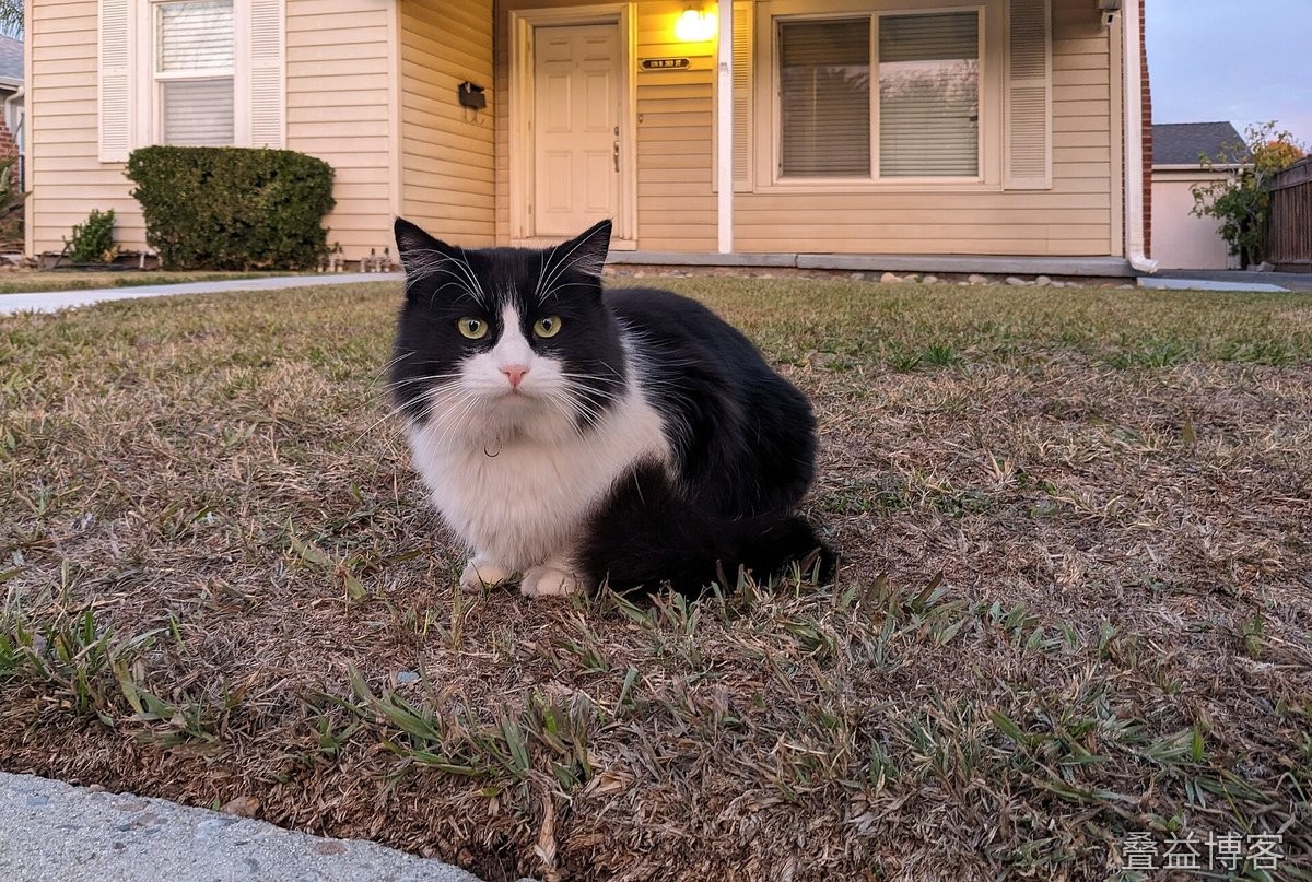 家里的猫
